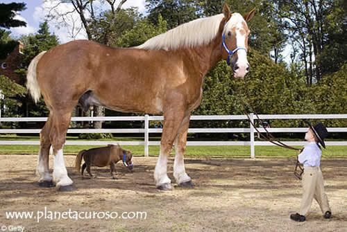 caballo-grande-pequeno%20m%C3%A1s%20del%20mundo%20ins%C3%B3lito.jpg